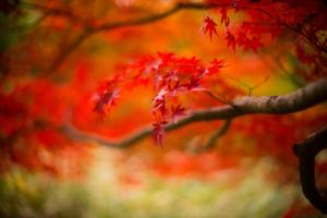 Red leaves on tree wallpaper thumb