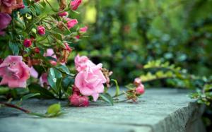 Pink roses on the ground wallpaper thumb