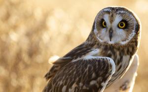 Owl, bird, glare wallpaper thumb