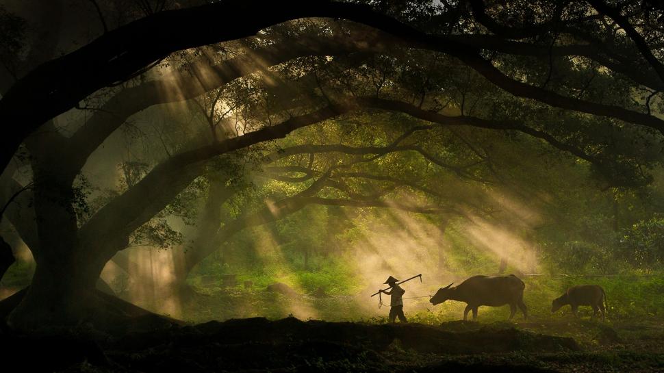 Nature, Landscape, Trees, Branch, Men, Animals, Cows, Sun Rays, Moss, Silhouette, Shepherd, Photography wallpaper,nature wallpaper,landscape wallpaper,trees wallpaper,branch wallpaper,men wallpaper,animals wallpaper,cows wallpaper,sun rays wallpaper,moss wallpaper,silhouette wallpaper,1600x900 wallpaper