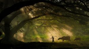 Nature, Landscape, Trees, Branch, Men, Animals, Cows, Sun Rays, Moss, Silhouette, Shepherd, Photography wallpaper thumb