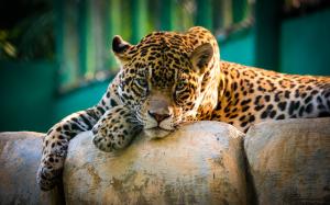 Amazing Jaguar - wild cat wallpaper thumb