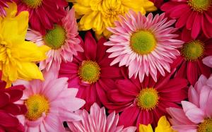 Brightly colored chrysanthemums wallpaper thumb