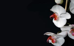 White Orchid HD wallpaper thumb