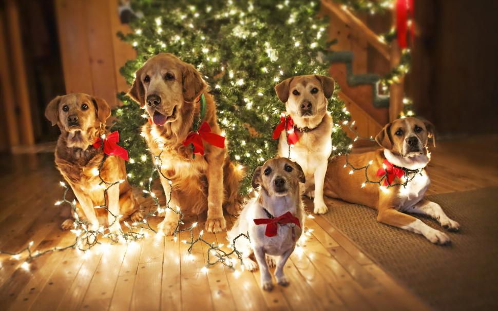 Dogs Waiting for Santa wallpaper,puppy HD wallpaper,cute dogs HD wallpaper,funny background HD wallpaper,christmas lights HD wallpaper,1920x1200 wallpaper