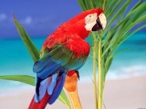 Tropical Colors Parrot wallpaper thumb