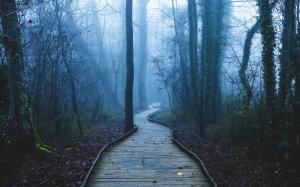 Footpath, trees, forest, fog, dawn wallpaper thumb