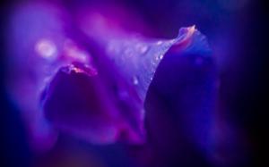 Purple flower petals with dew drops macro wallpaper thumb