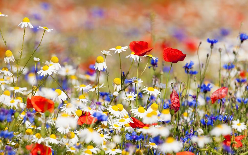 Flowers field, white chamomile, red and blue flowers wallpaper,Flowers HD wallpaper,Field HD wallpaper,White HD wallpaper,Chamomile HD wallpaper,Red HD wallpaper,Blue HD wallpaper,2560x1600 wallpaper