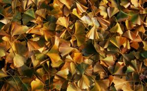 Yellow leaves, ground, dew, autumn wallpaper thumb