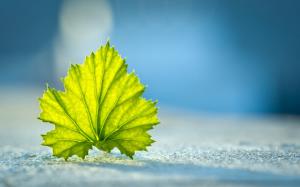 A green leaf on the ground close-up wallpaper thumb