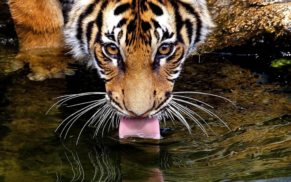 Tiger Tongue Water HD wallpaper,animals wallpaper,water wallpaper,tiger wallpaper,tongue wallpaper,1280x800 wallpaper