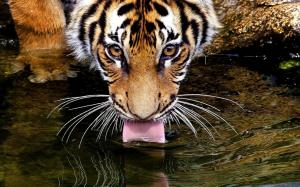 Tiger Tongue Water HD wallpaper thumb