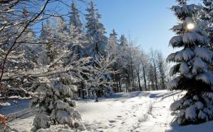 Thick snow winter, trees, spruce wallpaper thumb