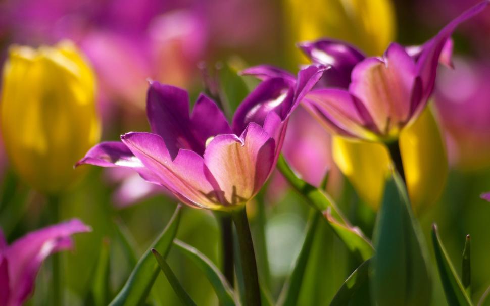 Purple tulips, petals, flowers macro wallpaper,Purple HD wallpaper,Tulips HD wallpaper,Petals HD wallpaper,Flowers HD wallpaper,Macro HD wallpaper,1920x1200 wallpaper