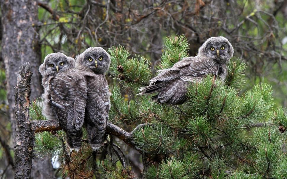The Great Gray Owls Pine Branch wallpaper,great wallpaper,gray wallpaper,owls wallpaper,pine wallpaper,branch wallpaper,1680x1050 wallpaper