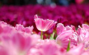 Pink flowers tulips wallpaper thumb
