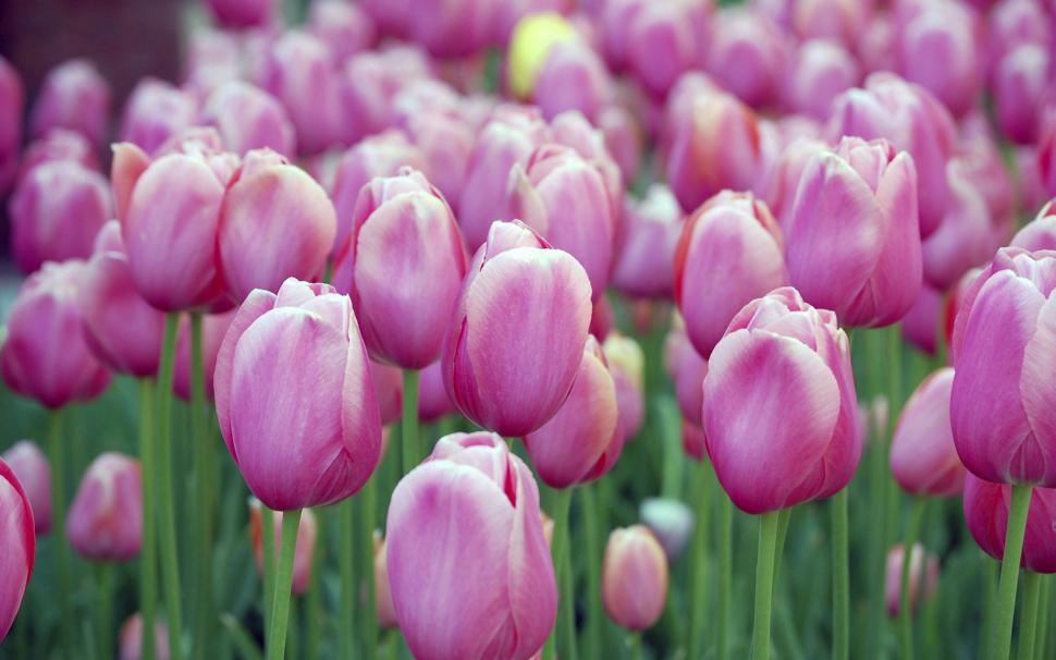 Pink Tulips HD wallpaper,flowers HD wallpaper,pink HD wallpaper,tulips HD wallpaper,2560x1600 wallpaper