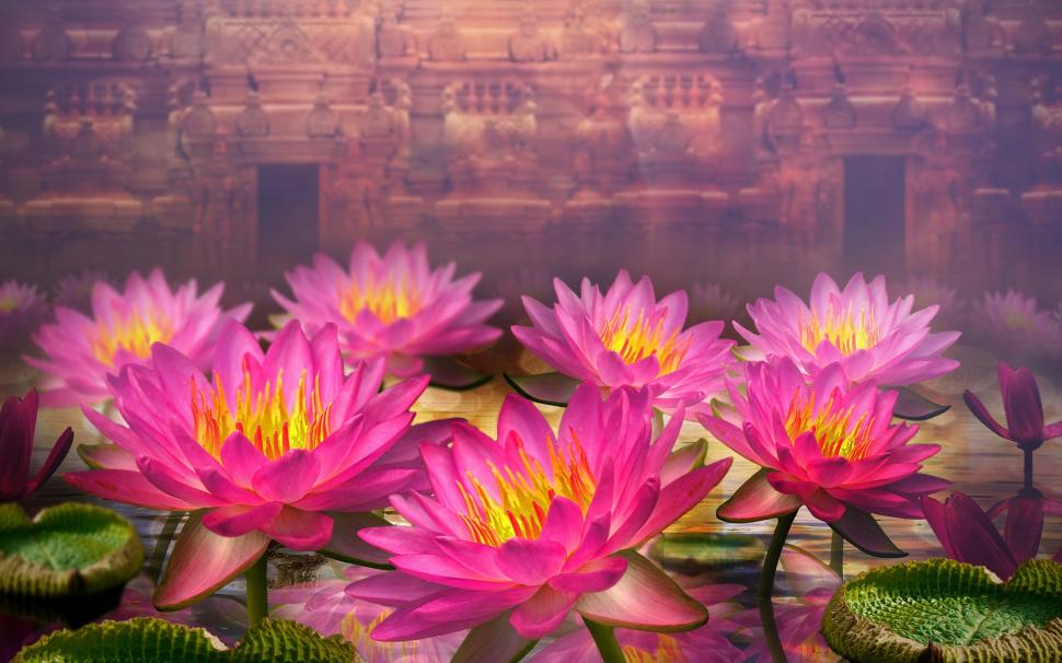 3D flowers, pink water lilies wallpaper | flowers | Wallpaper Better