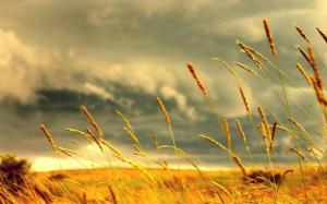 Wheat Stalks Under Stormy Skies wallpaper thumb