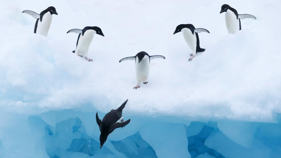 Penguins ice snow water wallpaper,Penguin HD wallpaper,Ice HD wallpaper,Snow HD wallpaper,Water HD wallpaper,1920x1080 wallpaper