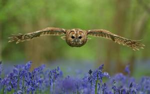 Owl, bird, flight, wings, flowers wallpaper thumb