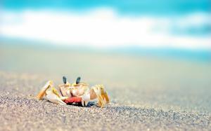 Crab Macro Blur Beach HD wallpaper thumb