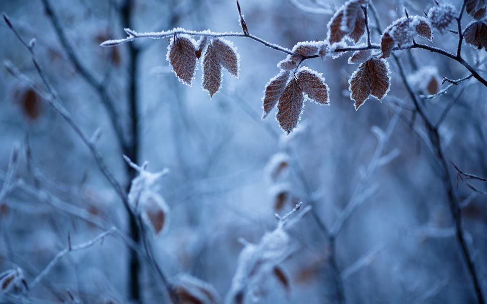 Forest winter, branches, leaves, frost wallpaper,Forest HD wallpaper,Winter HD wallpaper,Branches HD wallpaper,Leaves HD wallpaper,Frost HD wallpaper,1920x1200 wallpaper