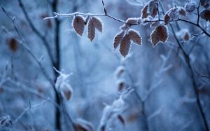 Forest winter, branches, leaves, frost wallpaper thumb