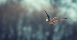 Owl, flight, bokeh wallpaper thumb
