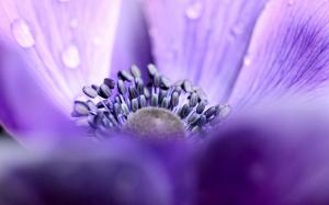 Anemone, purple petals, water drops, macro focus wallpaper thumb