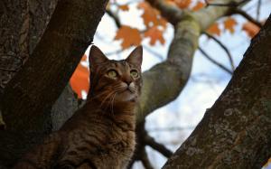 *** Cat In A Tree *** wallpaper thumb