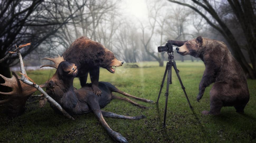 Creative pictures, bear is a photographer, catch moose wallpaper,Creative HD wallpaper,Pictures HD wallpaper,Bear HD wallpaper,Photographer HD wallpaper,Catch HD wallpaper,Moose HD wallpaper,1920x1080 wallpaper