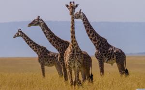 Giraffes herd wallpaper thumb
