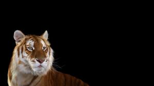 Photography, Mammals, Big Cat, Tiger wallpaper thumb