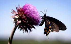 Butterfly Gallery wallpaper thumb