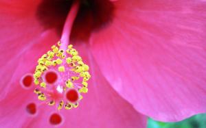 Pink and Yellow Flower wallpaper thumb