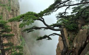 Tree Cliff Fog Mist HD wallpaper thumb