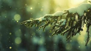 Snow, Snow Flakes, Winter, Depth Of Field, Trees wallpaper thumb