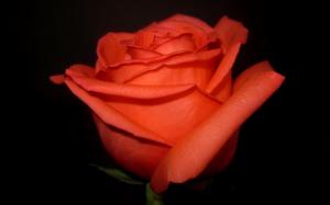 ??Orange rose in the dark?? wallpaper thumb