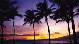 Nature Palm Trees Tropical Sky Sunset Sunrise Pictures Free wallpaper thumb