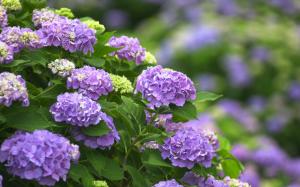 Purple flowers, hydrangea wallpaper thumb