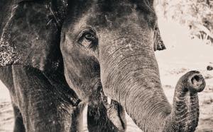 Elephant trunk wallpaper thumb