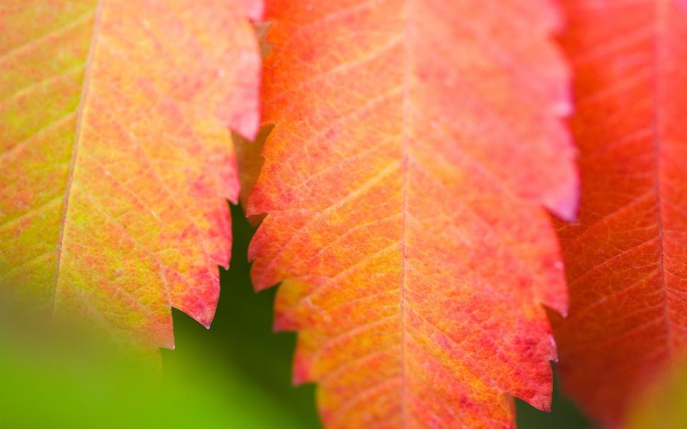 Red leaf close-up wallpaper,Red HD wallpaper,Leaf HD wallpaper,1920x1200 wallpaper