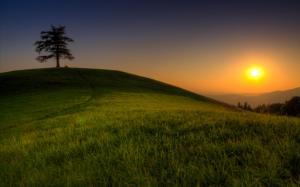 Sunrise, Tree, Hill, Grass, Nature wallpaper thumb