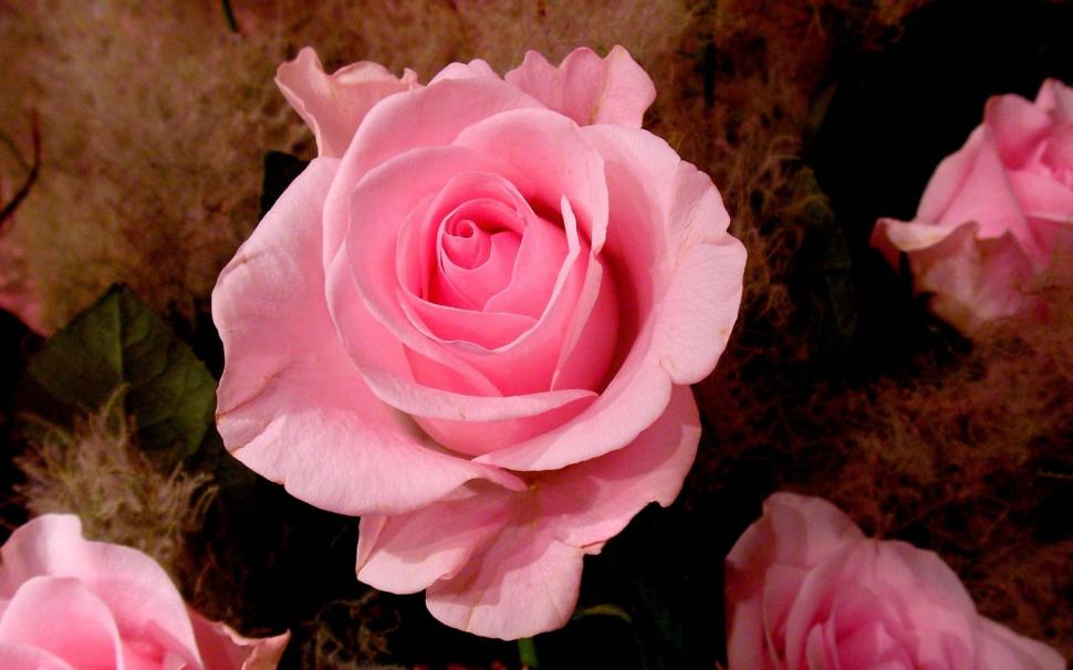 Pink Rose For Cica(crozg) wallpaper,appreciation HD wallpaper,cica HD wallpaper,rose HD wallpaper,pink HD wallpaper,gift HD wallpaper,3d & abstract HD wallpaper,1920x1200 wallpaper