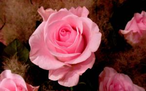 Pink Rose For Cica(crozg) wallpaper thumb