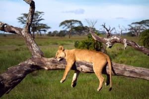 Serengeti lioness sleeping wallpaper thumb