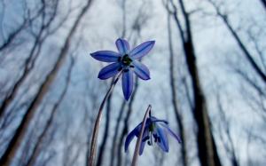 Flowers in the spring forest, snowdrops, macro photography wallpaper thumb