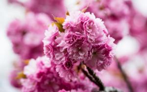 Spring Pink Flowers Nature wallpaper thumb